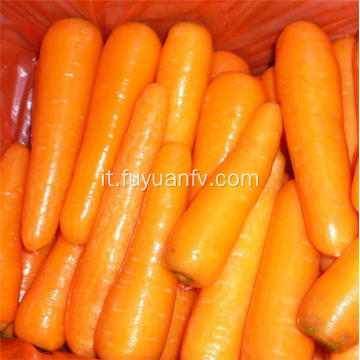 2019 Nuove carote fresche di raccolto